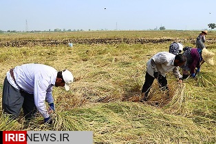 برداشت برنج از 182 هزار هکتار شالیزار