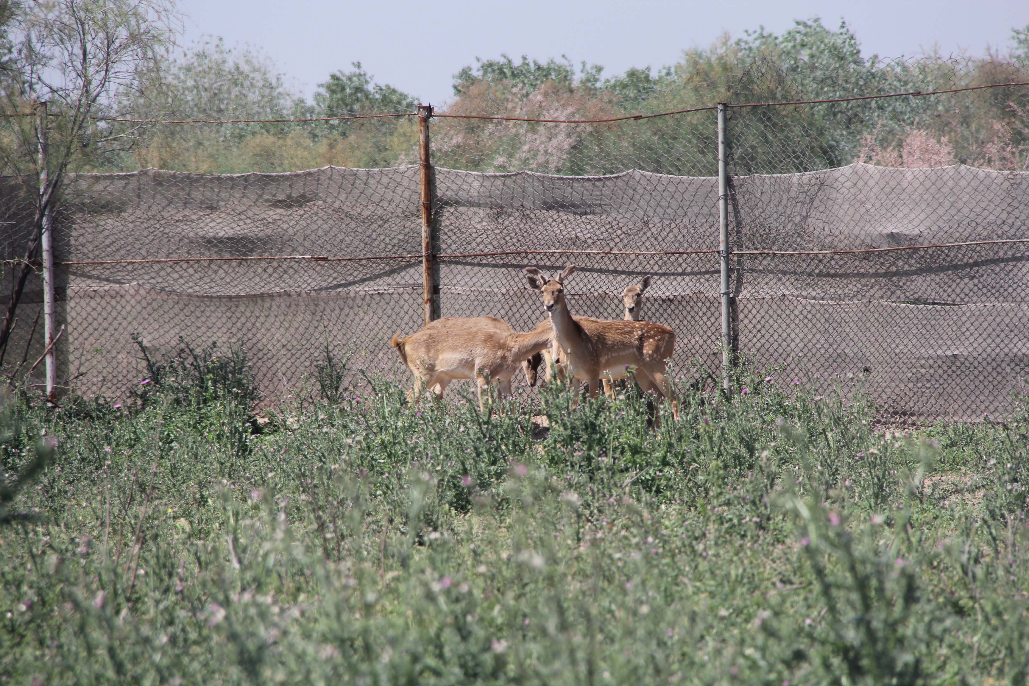 خطر انقراض یک گونه ارزشمند جانوری دیگر در خوزستان
