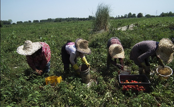 80 هزار تن گوجه فرنگی از مزارع برداشت شد