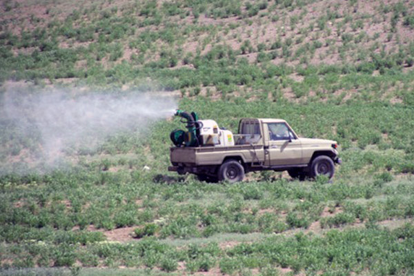مبارزه با ملخ در ۵۹۰ هزار هکتار از مزارع و مراتع در کشور