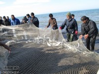 کاهش صيد ماهيان استخواني در سواحل مازندران