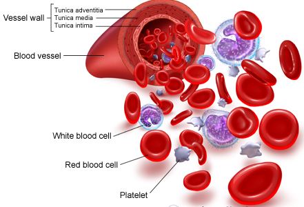 گزارشي از خون هاي نادر/ هديه اي به قيمت زندگي