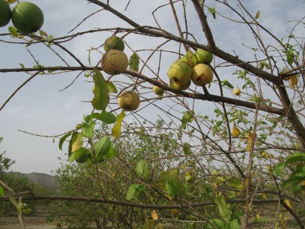 آغاز برداشت گواوا در سرباز