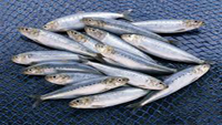 ادامه کاهش ذخایر ماهیان کیلکا در آبهای خزر