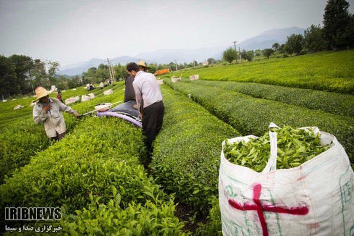 پرداخت 35 میلیارد ریال تسهیلات به تولیدکنندگان چای