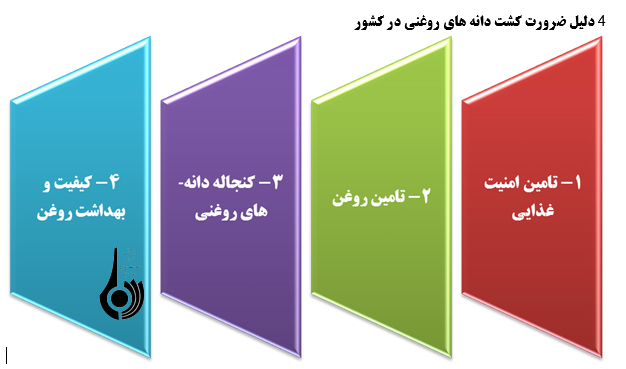 ضرورت حفظ کشت پایدار دانه های روغنی