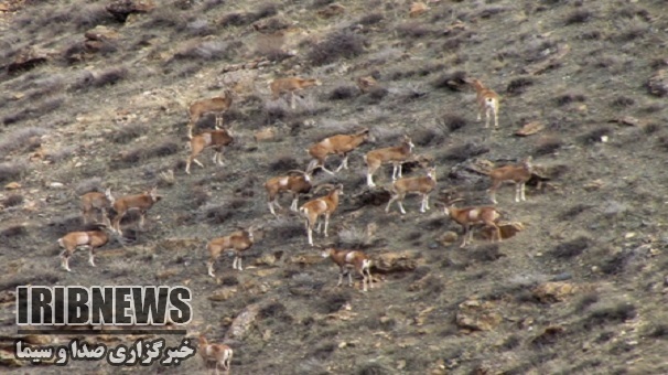 آغاز سرشماری زمستانه گونه های حیات وحش ، زنجان