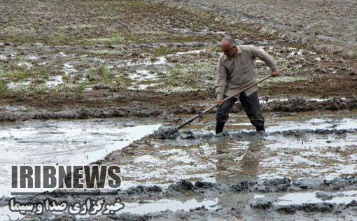 همت شالیکاران گیلانی برای شخم اول شالیزارها