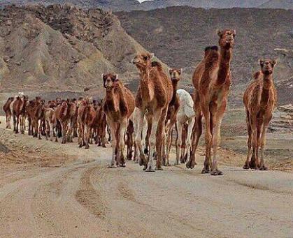 دوم بهمن؛کنگره ملی شتر در هرمزگان