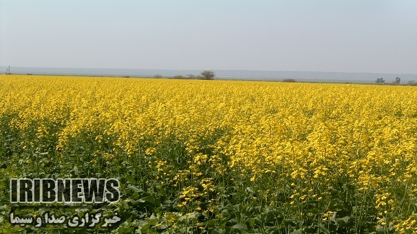 خسارت سرما به مزارع کلزای استان زنجان