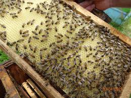 تولید افزون بر هزار تن عسل در چهارمحال و بختیاری