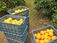 خرید  هزار و 900 تن پرتقال از باغداران