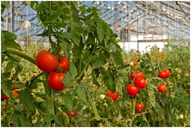 تولید سالانه  41  هزار تن سبزی و صیفی در گلخانه های استان خراسان رضوی