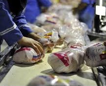 تولید حدود 36 هزار تن گوشت مرغ در خراسان جنوبی