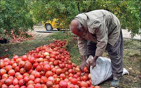 خسارت قابل توجه مگس مدیترانه ای با باغداران تفتی