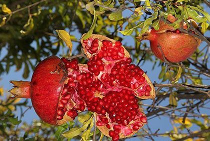 خسارت 5میلیارد تومانی سرما به باغات انار خراسان‌رضوی