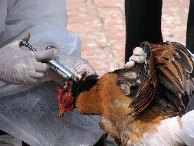 توصیه دامپزشکی خراسان رضوی نسبت به پیشگیری از آنفولانزای پرندگان