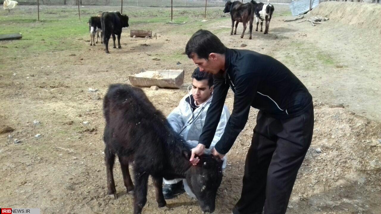 خدمات رایگان دامپزشکی در ثلاث باباجانی به مناسبت دهه مبارک فجر