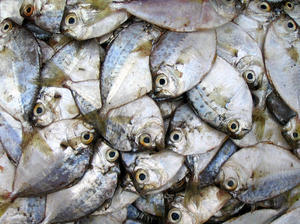 آغاز معدوم سازی ماهی های فاسد چینی
