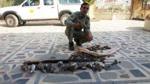 دستگیری 2 متخلف شکار غیر مجاز پرندگان در دزفول