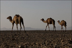 آغاز دومین کنگره ملی شتر در  بندرعباس