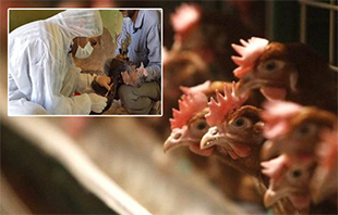 کنترل بیماری آنفلوانزای پرندگان در 7 استان