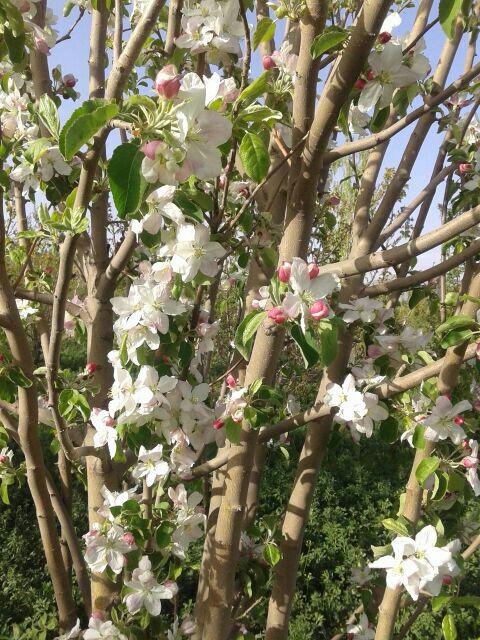شکوفه درختان سیب، روستای کیسکان بافت