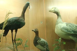 بازدید از موزه تنوع زیستی محیط زیست اصفهان رایگان است