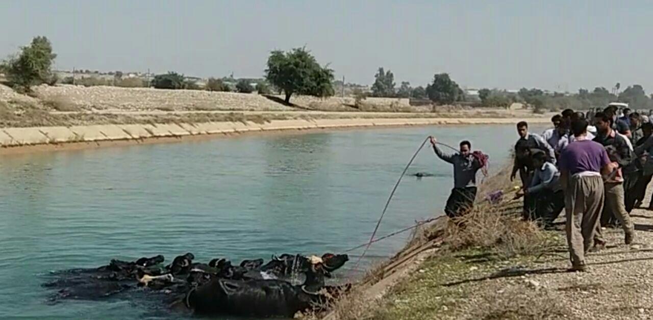 نجات 40 راس گاومیش در کانال آبیاری در دزفول