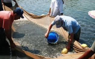 فراهم شدن مسیر امن برای مهاجرت ماهیان مولد در 8 رودخانه شیلاتی مازندران
