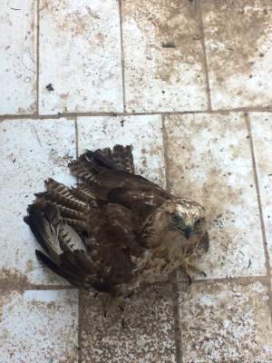 رها سازی یک بهله پرنده شکاری سارگپه در طبیعت پارک ملی دز