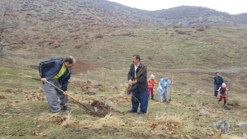 کاشت 200اصله نهال جنگلی در سردشت