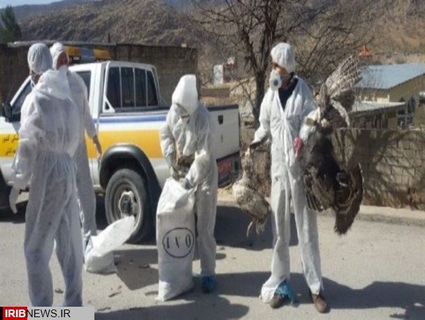 امحاء صدها قطعه طیور مبتلا به آنفلوانزای فوق حاد پرندگان در کرمانشاه