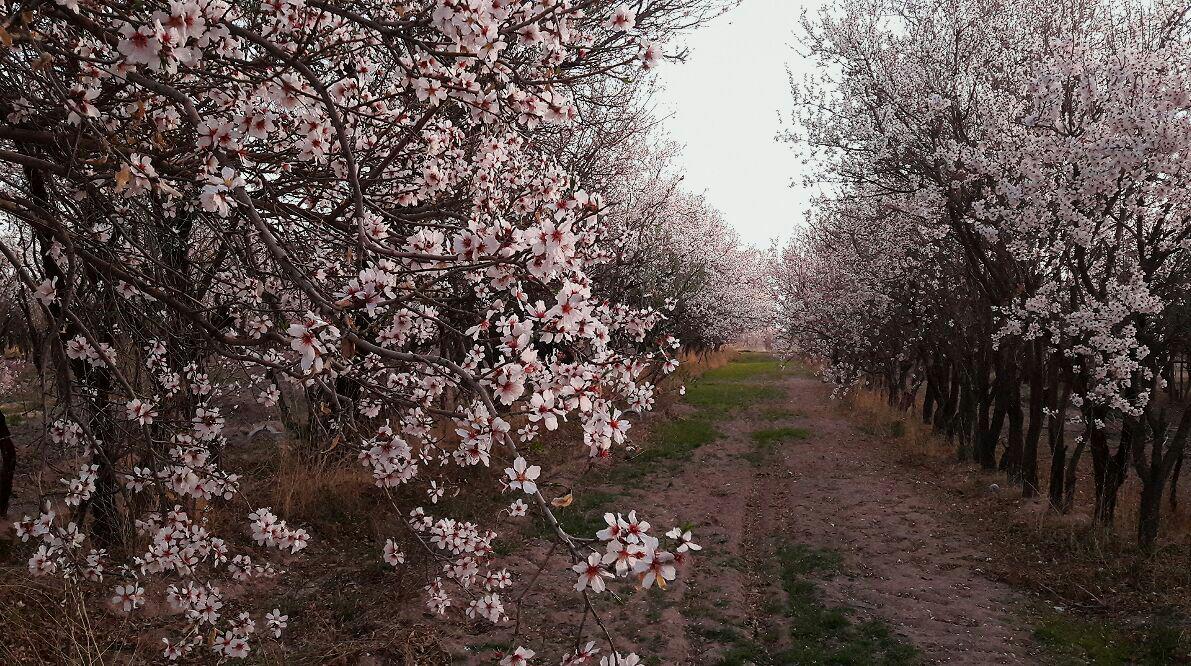 شکوفه های  سیب _ شهربابک ، روستای برفه