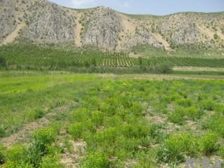 منطقه گردشگری قرق بلوط بنگان در سوق