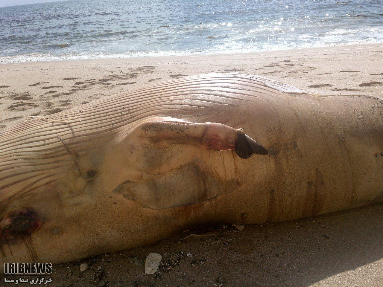نهنگ به گل نشسته، یا لاشه نهنگ در ساحل چابهار