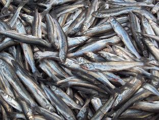 صید چهارده هزار تن ماهی کیلکا