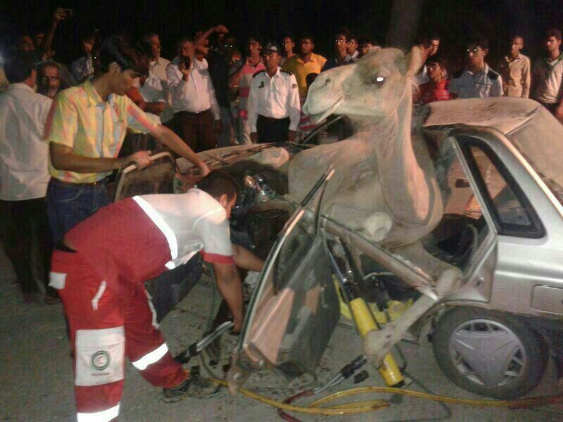 هفت کشته بر اثر تصادف با شتر در ایرانشهر - بم