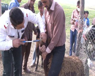 اجرای هم زمان سازی زایش گوسفندان در کبودراهنگ