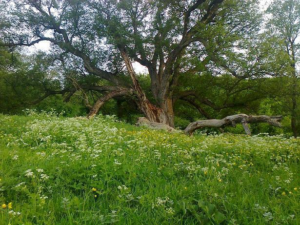 درخت کهنسال مازندران ، اثر ملی شد
