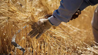 سالانه 12 میلیون تن گندم در کشور تولید می شود