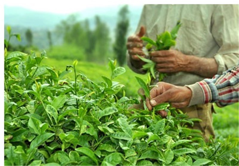 آغاز چیدن برگ های سبز چای در مازندران