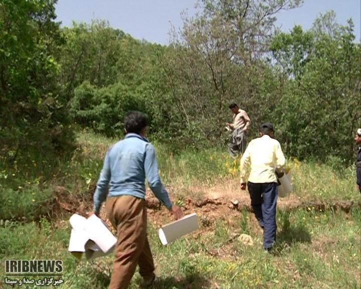 مبارزه با آفت جوانه خوار بلوط در جنگلهای شهرستان مهاباد