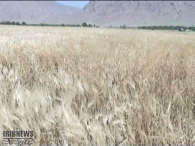 پیش بینی برداشت 76 هزار تن جو در کرمان