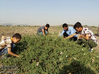 برداشت هندوانه کوهی در پلدشت