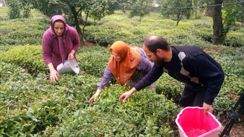 پرداخت مطالبات چایکاران ؛ بزودی