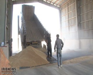 افزایش 36 درصدی خرید گندم از کشاورزان همدانی