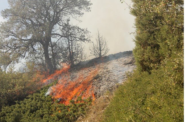 مهار آتش سوزی در جنگل های باغملک