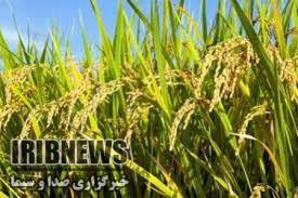 معرفی رقمی جدید از برنج پرمحصول