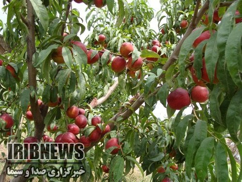 آغاز برداشت سیب در دهستان ارنان یزد